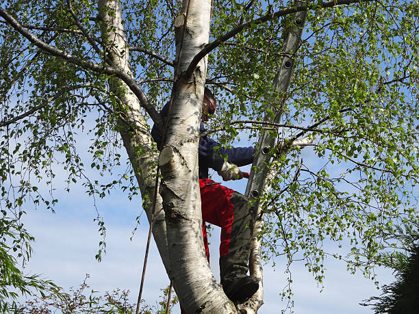 How Our Tree Care Process Works  in  Chico, TX